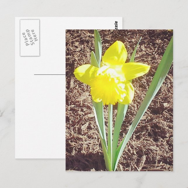 Spring Daffodil Photograph Postcard (Front/Back)
