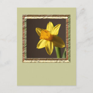 Spring Daffodil Postcard
