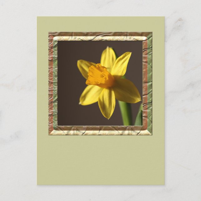 Spring Daffodil Postcard (Front)