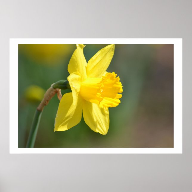 Spring Daffodil Poster (Front)