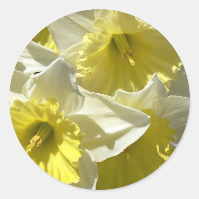 Spring Daffodil Stickers (Front)