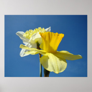 Spring Daffodils art prints Blue Sky Floral