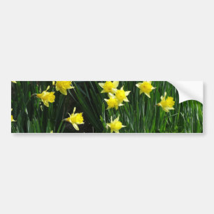 Spring Daffodils Bumper Sticker