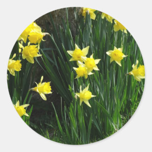 Spring Daffodils Classic Round Sticker