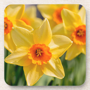 Spring Daffodils Coaster