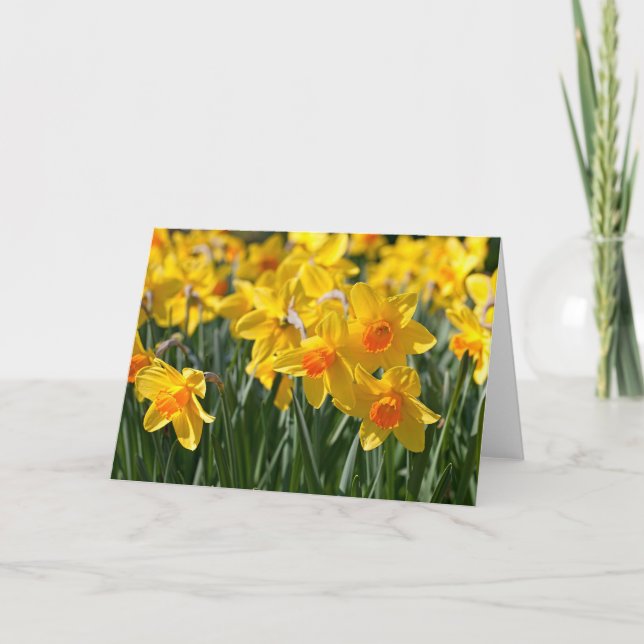 Spring Daffodils Greeting Card (Front)