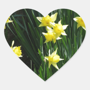Spring Daffodils Heart Sticker