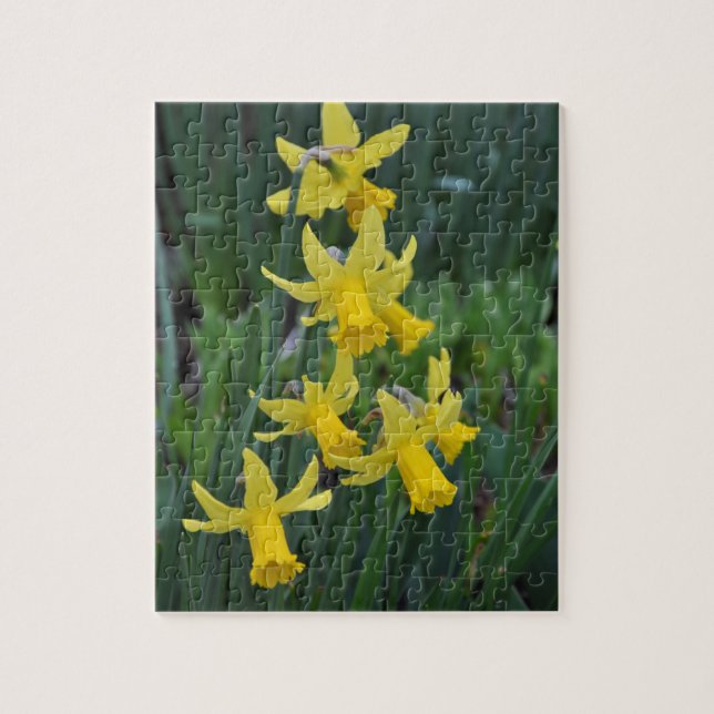 Spring daffodils jigsaw puzzle (Vertical)