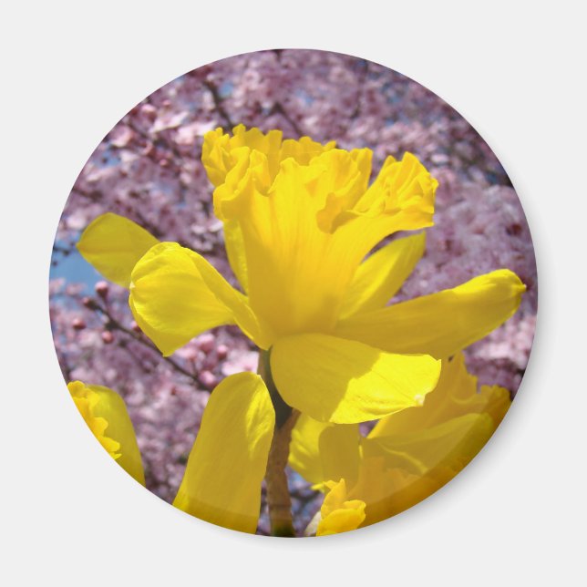 Spring Daffodils Magnet gifts Pink Blossoms (Front)