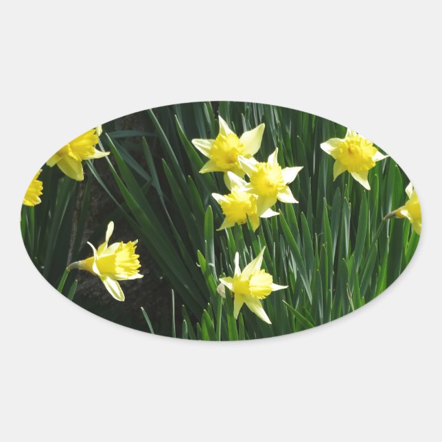 Spring Daffodils Oval Sticker (Front)