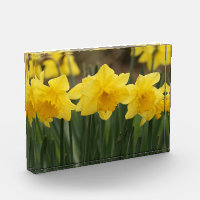 Spring Daffodils Photo Block