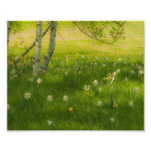 Spring Daffodils Photo Print