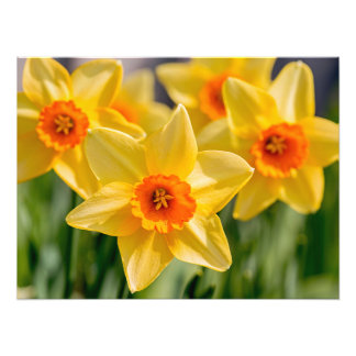 Spring Daffodils Photo Print