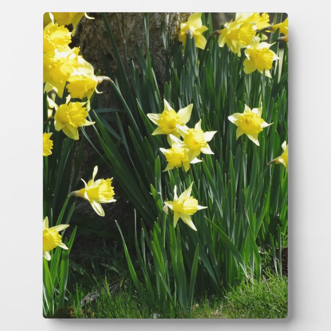 Spring Daffodils Plaque (Front)