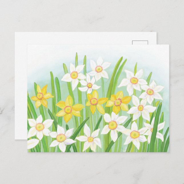 Spring Daffodils  Postcard (Front/Back)
