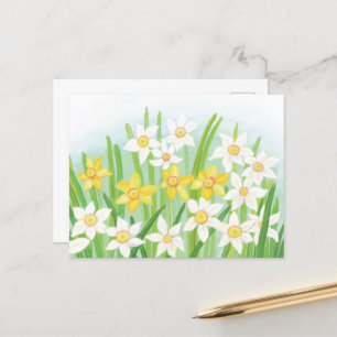 Spring Daffodils  Postcard