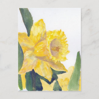 Spring Daffodils Postcard