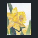 Spring Daffodils Postcard<br><div class="desc">watercolor painting of spring daffodils,  the trumpet of Spring</div>