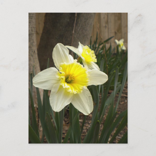 Spring Daffodils Postcard (Front)