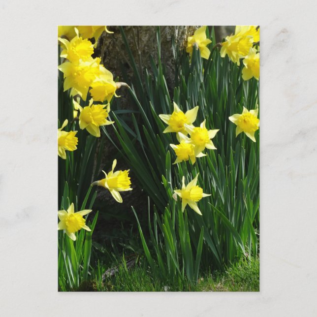 Spring Daffodils Postcard (Front)