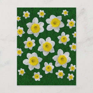 Spring Daffodils Postcard