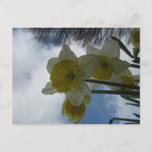 Spring Daffodils postcard