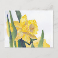 Spring Daffodils