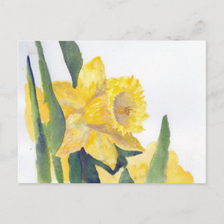 Spring Daffodils Postcard