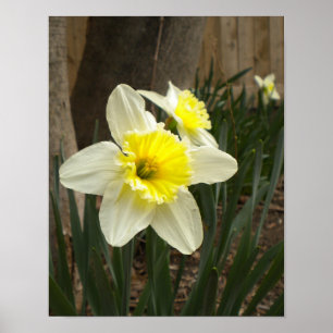 Spring Daffodils Poster