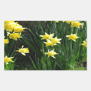 Spring Daffodils Rectangular Sticker