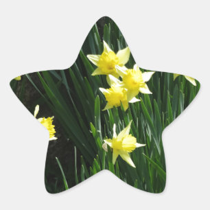 Spring Daffodils Star Sticker