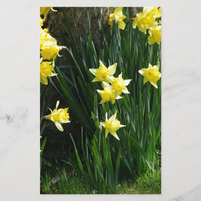 Spring Daffodils Stationery (Front)