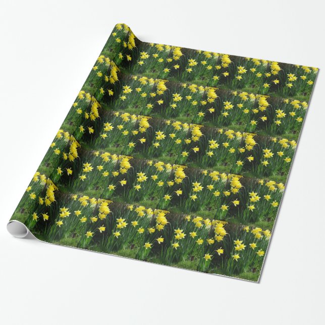 Spring Daffodils Wrapping Paper (Unrolled)