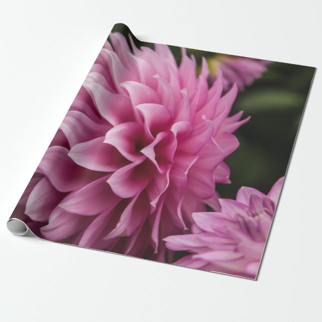 spring dahlia flower wrapping paper (Unrolled)