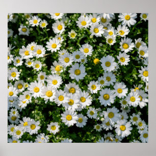 Spring Daisy Field: Serene Background Poster