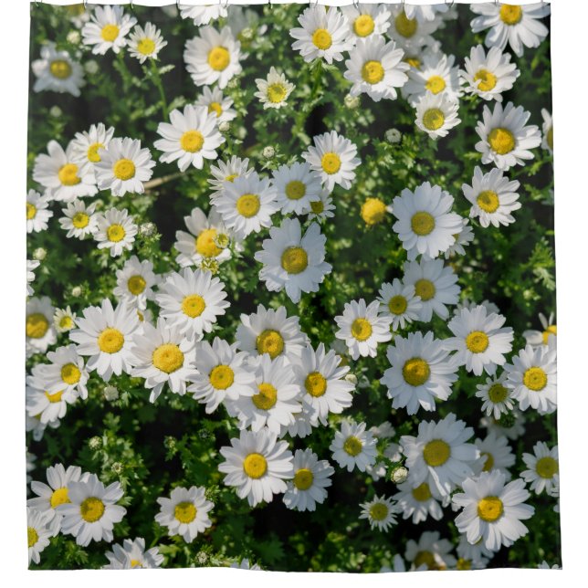 Spring Daisy Field: Serene Background Shower Curtain (Front)