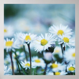 Spring daisy flower poster