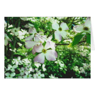 Spring Dogwood