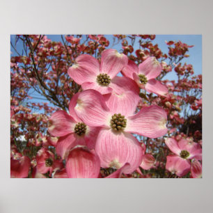 Spring Dogwood Blossoms art prints canvas framed