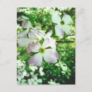Spring Dogwood Postcard