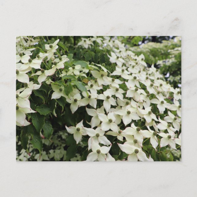 Spring Dogwoods in Marshall Bloom Postcard (Front)