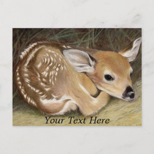 Spring Fawn Postcard