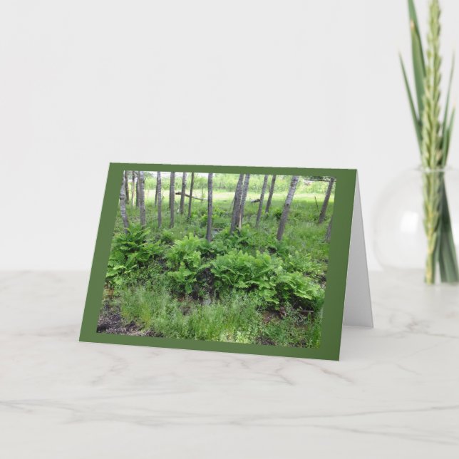 Spring Ferns In Wisconsin Blank Note Card (Front)