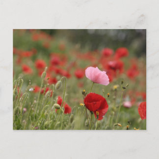 Spring field with red poppies postcard