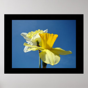 Spring Fine Art Prints Yellow Daffodil Blue Sky