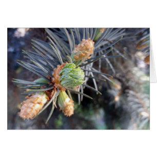 spring fir buds