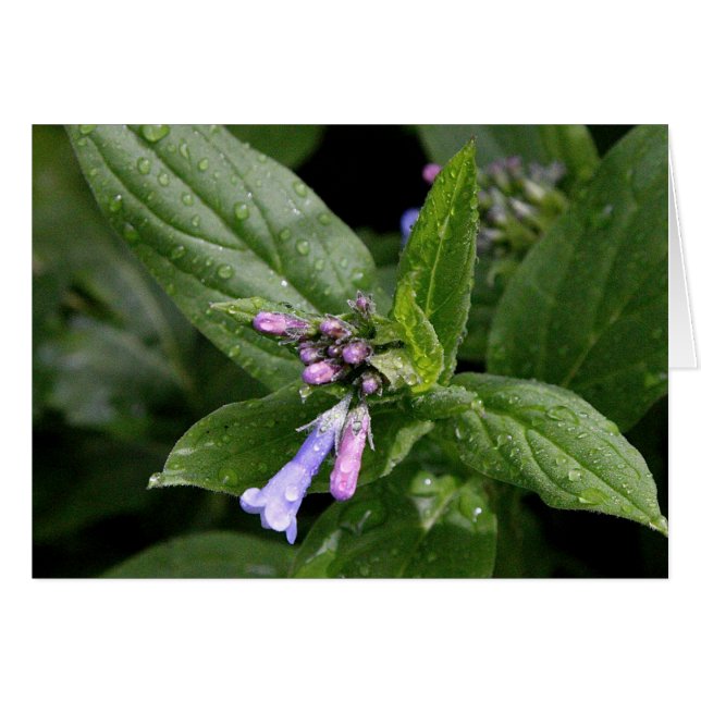 Spring Flower in New Mexico (Front Horizontal)