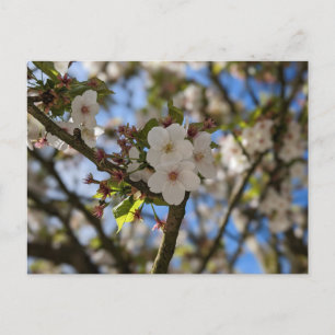 Spring Flower Postcard