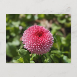 Spring Flower Postcard