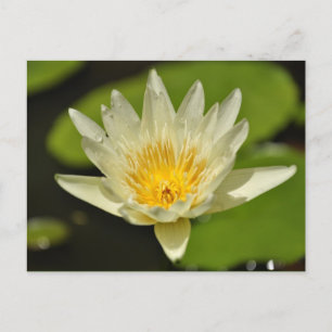 Spring flower - postcards